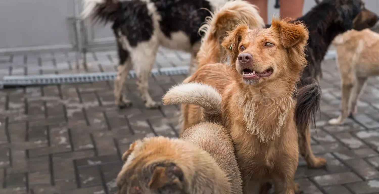 rhodes animal rescue